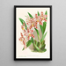 Odontoglossum wilckeanum albens - Jean Jules Linden — gerahmtes Bild an der Wand