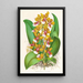 Oncidium Lannceanum - Jean Jules Linden — gerahmtes Bild an der Wand