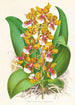 Oncidium Lannceanum - Jean Jules Linden — Ansicht des Kunstwerks
