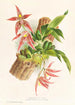 Paphinia Randi Paphinia Cristata - Jean Jules Linden — Ansicht des Kunstwerks