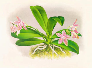 Phalaenopsis luddemanniana - Jean Jules Linden — Ansicht des Kunstwerks