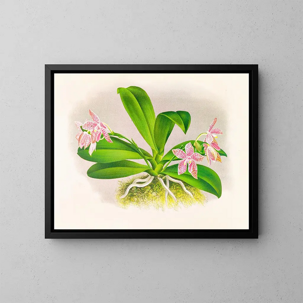 Phalaenopsis luddemanniana - Jean Jules Linden — gerahmtes Bild an der Wand