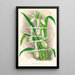 Selenipedium Reticulatum - Jean Jules Linden — gerahmtes Bild an der Wand