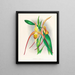 Selenipedium grande - Jean Jules Linden — gerahmtes Bild an der Wand
