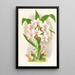 Spathoglottis Augustorum - Jean Jules Linden — gerahmtes Bild an der Wand