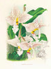 Stanhopea oculata - Jean Jules Linden — Ansicht des Kunstwerks