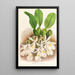 Trichopilia Suavis - Jean Jules Linden — gerahmtes Bild an der Wand