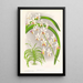 Vanda Boxalli - Jean Jules Linden — gerahmtes Bild an der Wand