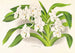 Vanda denisoniana - Jean Jules Linden — Ansicht des Kunstwerks