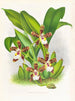 Zygopetalum jorisinum - Jean Jules Linden — Ansicht des Kunstwerks