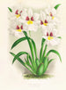 Miltonia Röezli - Jean Jules Linden — Ansicht des Kunstwerks