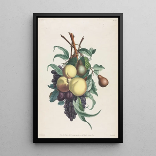 Jean Louis Prvost - Branches de rousselet pche prune et raisin.webp