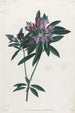 Rhododendron pontique - Jean-Louis Prévost — Ansicht des Kunstwerks