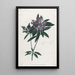 Rhododendron pontique - Jean-Louis Prévost — gerahmtes Bild an der Wand