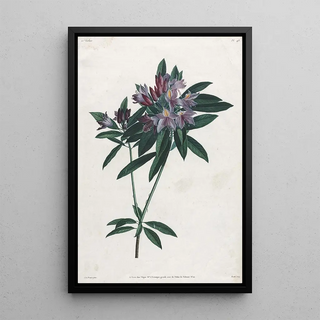 Jean Louis Prvost - Pontic Rhododendron.webp
