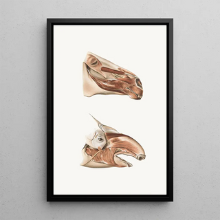 Johan Erik Vesti Boas - Deeper Facial Muscles Of Horse And Tapir.webp