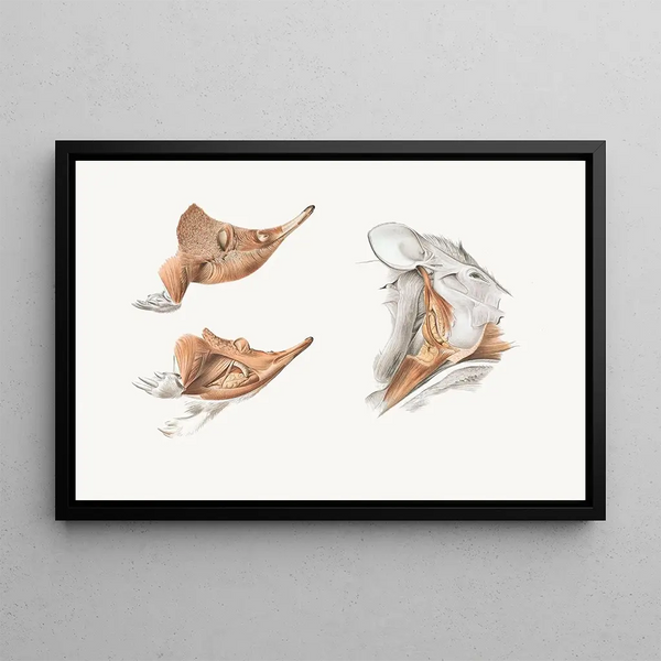 Johan Erik Vesti Boas - Superficial facial muscles of Echidna.webp