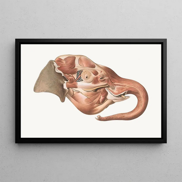Johan Erik Vesti Boas - Superficial muscles of right side of the Elephants head.webp