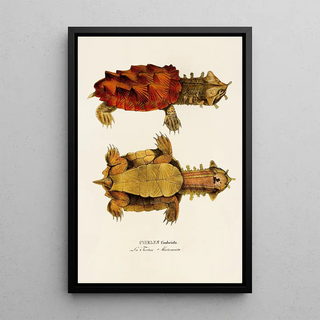 Johann Baptist von Spix - Chelys Fimbriata.webp