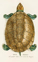 Emys Amazonica - Johann Baptist von Spix — Ansicht des Kunstwerks