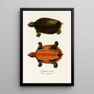 Johann Baptist von Spix - Emys Maerocephala.webp