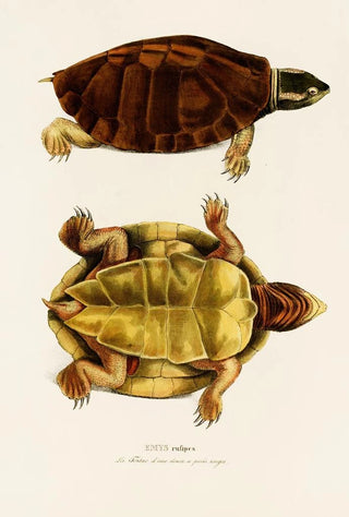 Johann Baptist von Spix - Emys Rufipes.webp