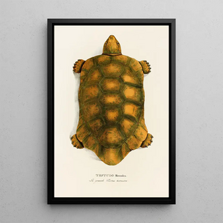 Johann Baptist von Spix - Testudo Hercules.webp