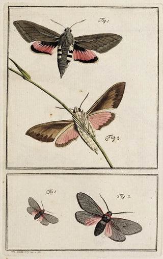 Johann Caspar Fuessli - Archives de lhistoire des insectes Pl02.webp