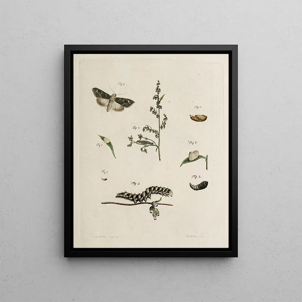 Johann Caspar Fuessli - Archives de lhistoire des insectes Pl05.webp