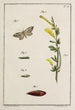 Archive der Geschichte der Insekten Pl11 - Johann Caspar Füssli — Ansicht des Kunstwerks