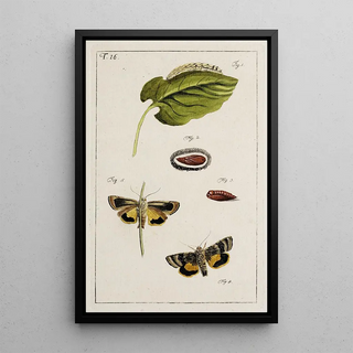 Johann Caspar Fuessli - Archives de lhistoire des insectes Pl16.webp