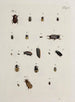 Archive der Geschichte der Insekten Pl19 - Johann Caspar Füssli — Ansicht des Kunstwerks