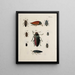 Archive der Geschichte der Insekten Pl29 - Johann Caspar Füssli — gerahmtes Bild an der Wand
