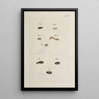 Johann Caspar Fuessli - Archives de lhistoire des insectes Pl33.webp