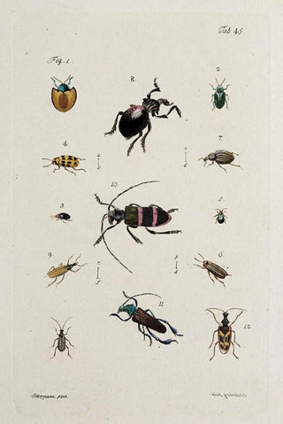 Johann Caspar Fuessli - Archives de lhistoire des insectes Pl40.webp