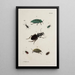 Archive der Geschichte der Insekten Pl41 - Johann Caspar Füssli — gerahmtes Bild an der Wand