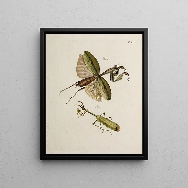 Johann Caspar Fuessli - Archives de lhistoire des insectes Pl45.webp