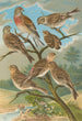 Acanthis cannabina Acanthis flavirostris - Johann Friedrich Naumann — Ansicht des Kunstwerks