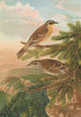 Accentor modularis Accentor montanellus - Johann Friedrich Naumann — Ansicht des Kunstwerks