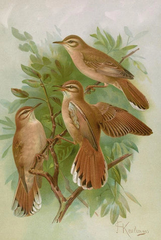 Johann Friedrich Naumann - Agrobates familiaris Agrobates galactodes.webp