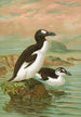 Alca impennis L Riesenalk - Johann Friedrich Naumann — Ansicht des Kunstwerks