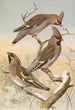 Ampelis garrulus - Johann Friedrich Naumann — Ansicht des Kunstwerks
