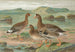 Anser albifrons - Johann Friedrich Naumann — Ansicht des Kunstwerks