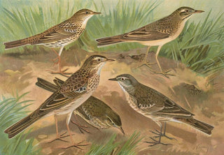 Johann Friedrich Naumann - Anthus obscurus Gustavi Swinhoe campestris spipoletta Richardi.webp