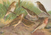 Anthus trivialis pratensis Richardi Vieillot cervinus pensilvanicus - Johann Friedrich Naumann — Ansicht des Kunstwerks