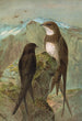 Apus apus Apus melba - Johann Friedrich Naumann — Ansicht des Kunstwerks