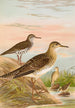 Bartramia longicauda Tringoides macularius Tryngites rufescens - Johann Friedrich Naumann — Ansicht des Kunstwerks