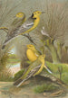 Budytes citreolus Budytes campestris - Johann Friedrich Naumann — Ansicht des Kunstwerks
