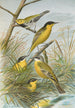 Budytes flavus cinereocapillus Savi melanocephalus Lichtenstein melanocephalus xanthophrys Dendroeca virens - Johann Friedrich Naumann — Ansicht des Kunstwerks