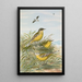 Budytes taivanus Swinhoe Budytes flavus beema Sykes Budytes flavus borealis - Johann Friedrich Naumann — gerahmtes Bild an der Wand